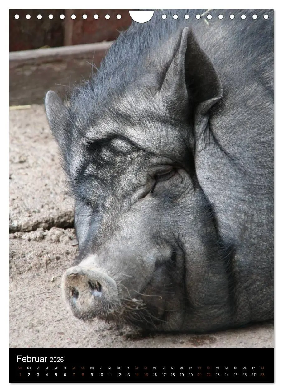 Bild: 9783516478334 | Zootiere (Wandkalender 2026 DIN A4 hoch), CALVENDO Monatskalender