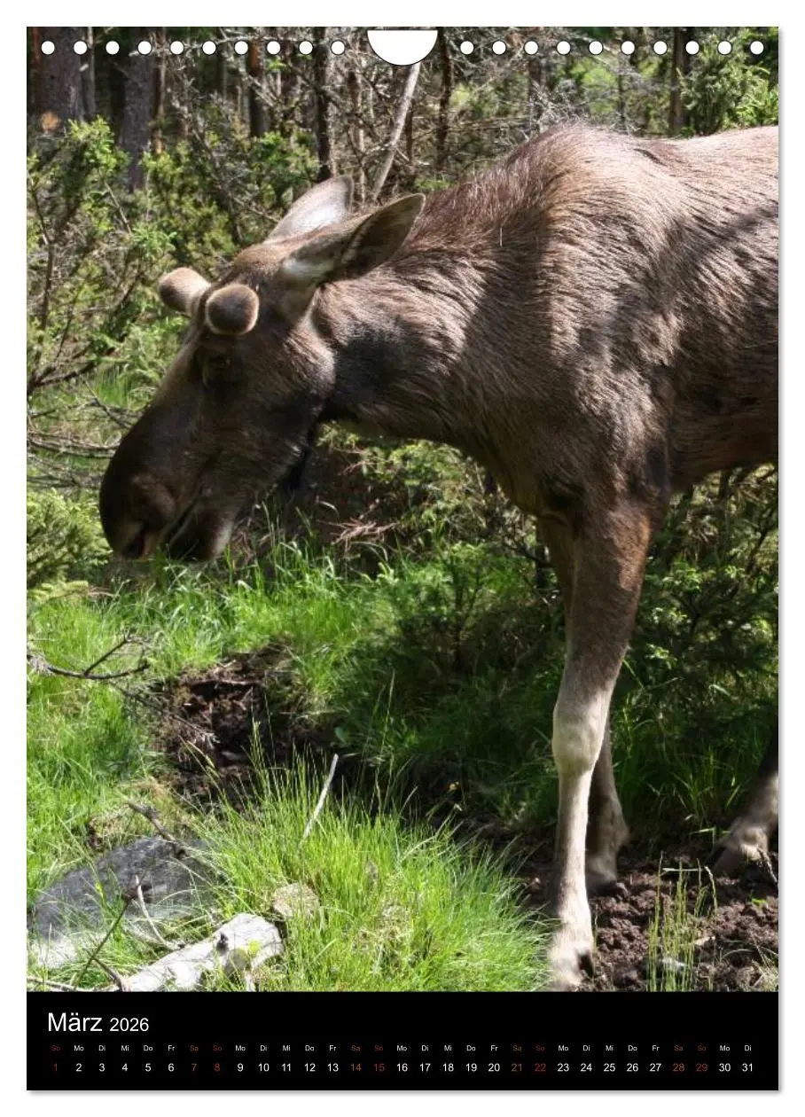 Bild: 9783516478334 | Zootiere (Wandkalender 2026 DIN A4 hoch), CALVENDO Monatskalender