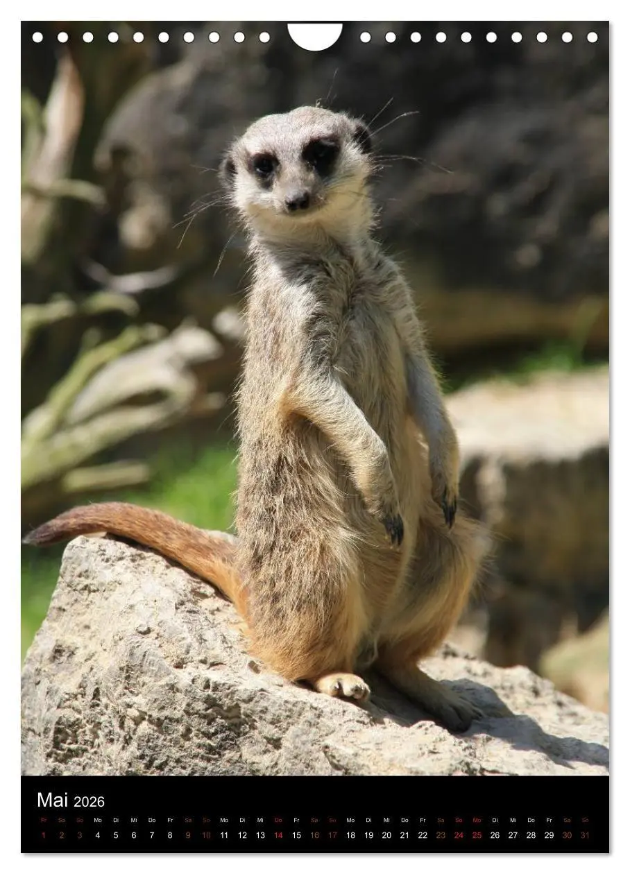 Bild: 9783516478334 | Zootiere (Wandkalender 2026 DIN A4 hoch), CALVENDO Monatskalender