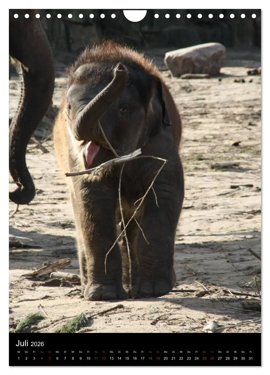Bild: 9783516478334 | Zootiere (Wandkalender 2026 DIN A4 hoch), CALVENDO Monatskalender