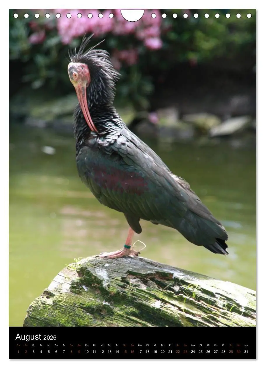 Bild: 9783516478334 | Zootiere (Wandkalender 2026 DIN A4 hoch), CALVENDO Monatskalender