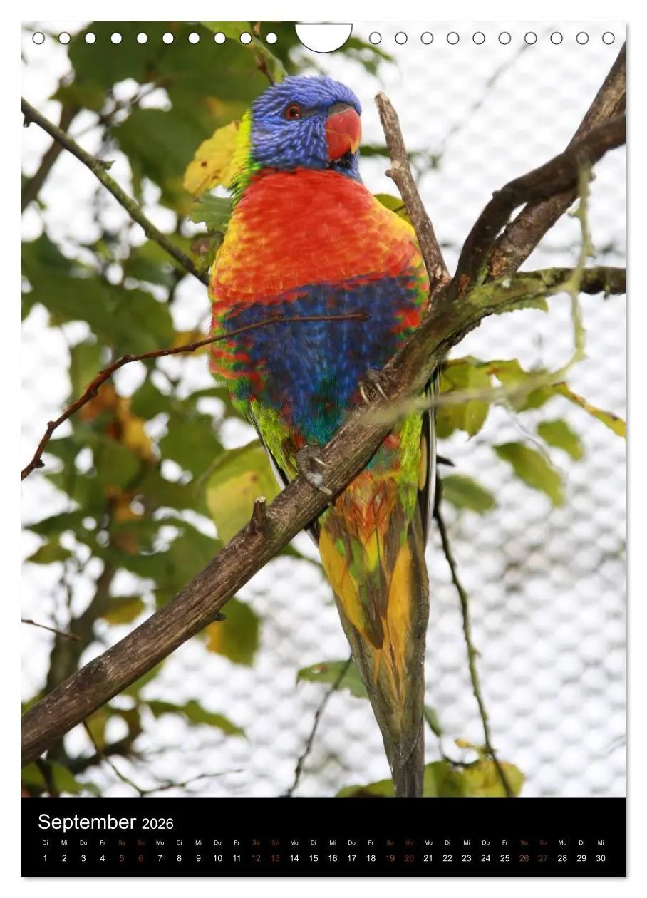 Bild: 9783516478334 | Zootiere (Wandkalender 2026 DIN A4 hoch), CALVENDO Monatskalender