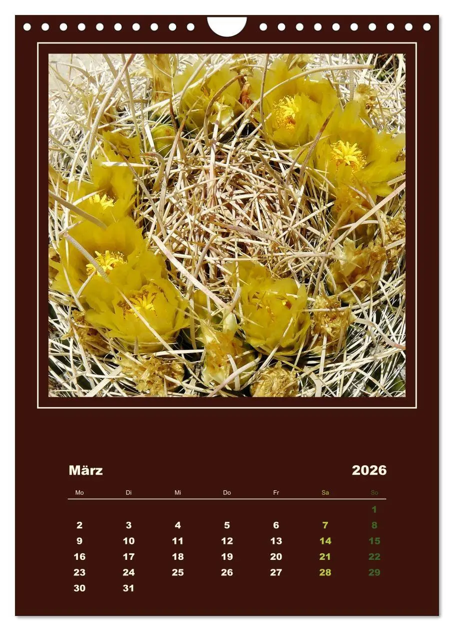 Bild: 9783516468434 | Wilde Kakteen Amerikas (Wandkalender 2026 DIN A4 hoch), CALVENDO...