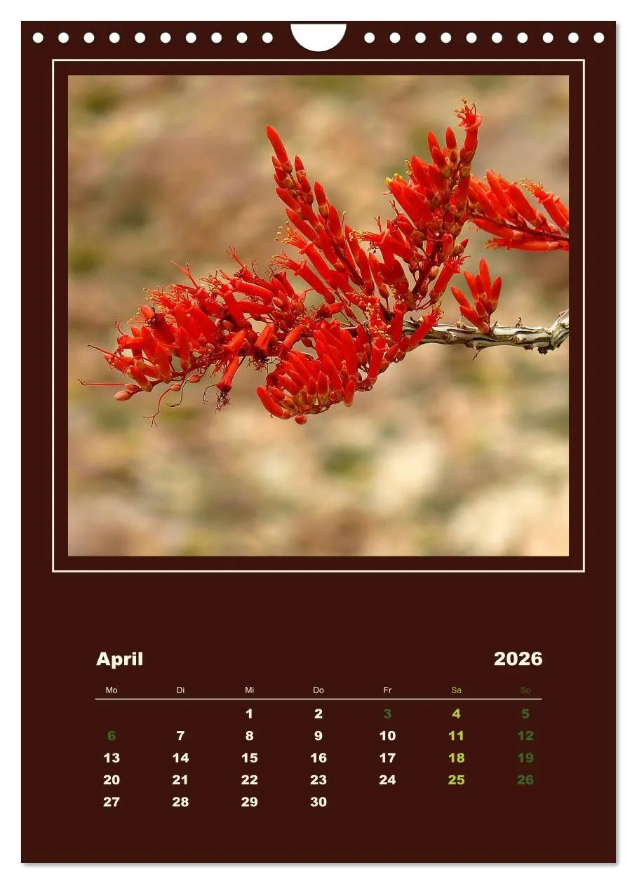 Bild: 9783516468434 | Wilde Kakteen Amerikas (Wandkalender 2026 DIN A4 hoch), CALVENDO...