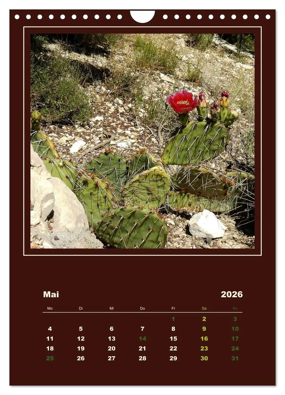 Bild: 9783516468434 | Wilde Kakteen Amerikas (Wandkalender 2026 DIN A4 hoch), CALVENDO...