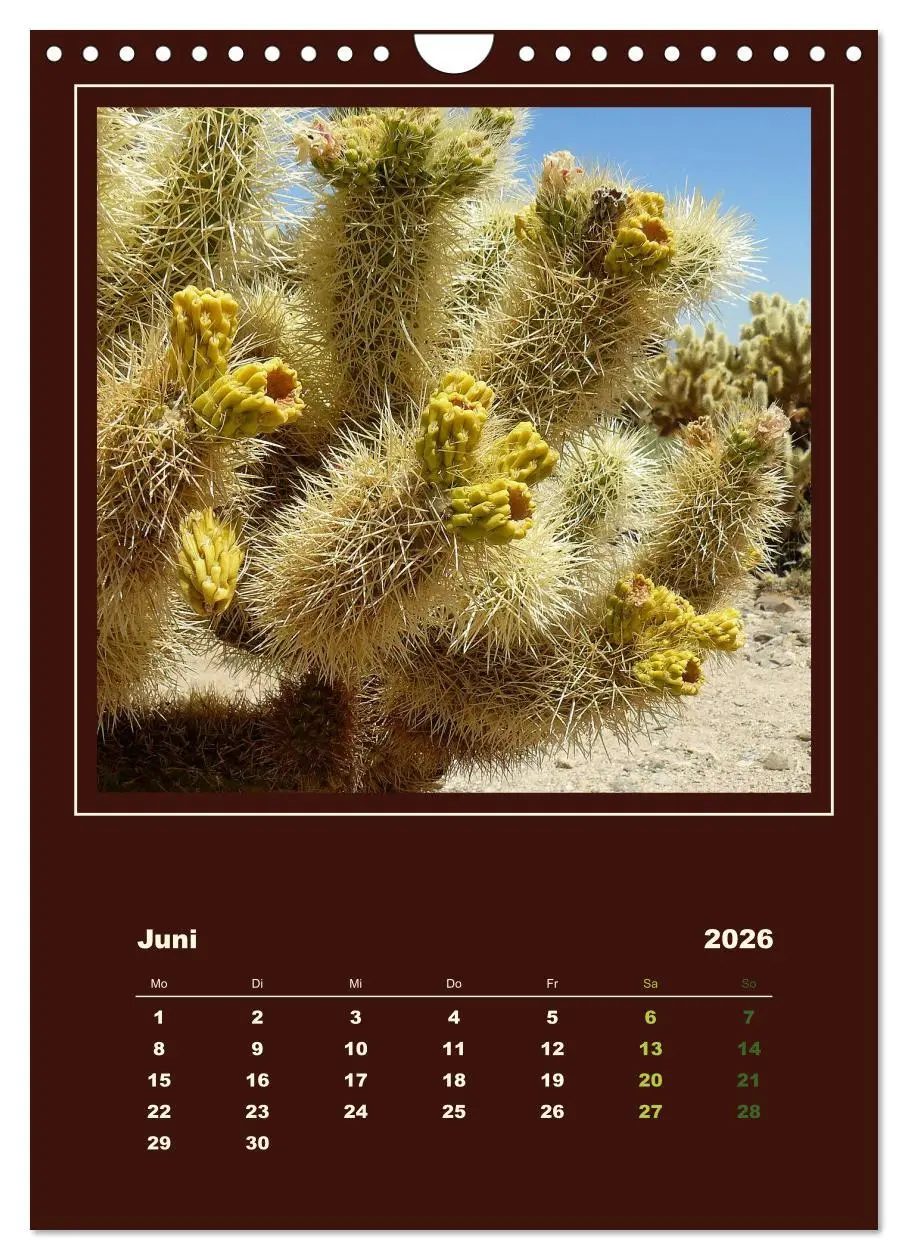 Bild: 9783516468434 | Wilde Kakteen Amerikas (Wandkalender 2026 DIN A4 hoch), CALVENDO...