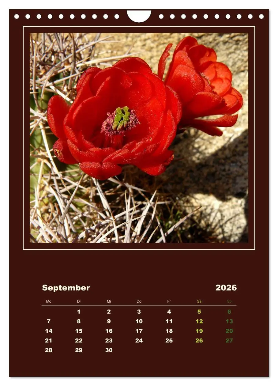 Bild: 9783516468434 | Wilde Kakteen Amerikas (Wandkalender 2026 DIN A4 hoch), CALVENDO...