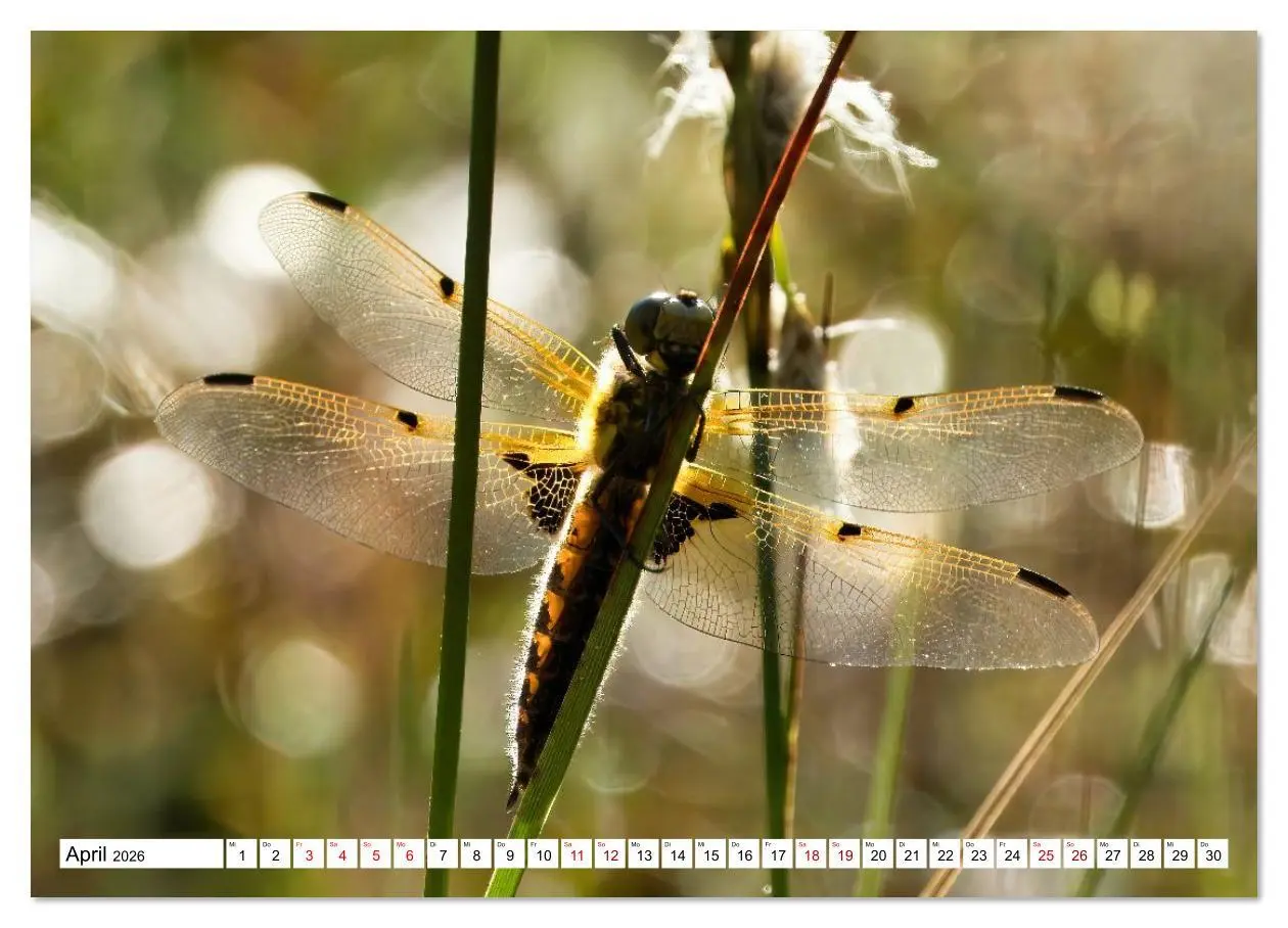 Bild: 9783516608434 | Impressionen aus dem Moor (hochwertiger Premium Wandkalender 2026...