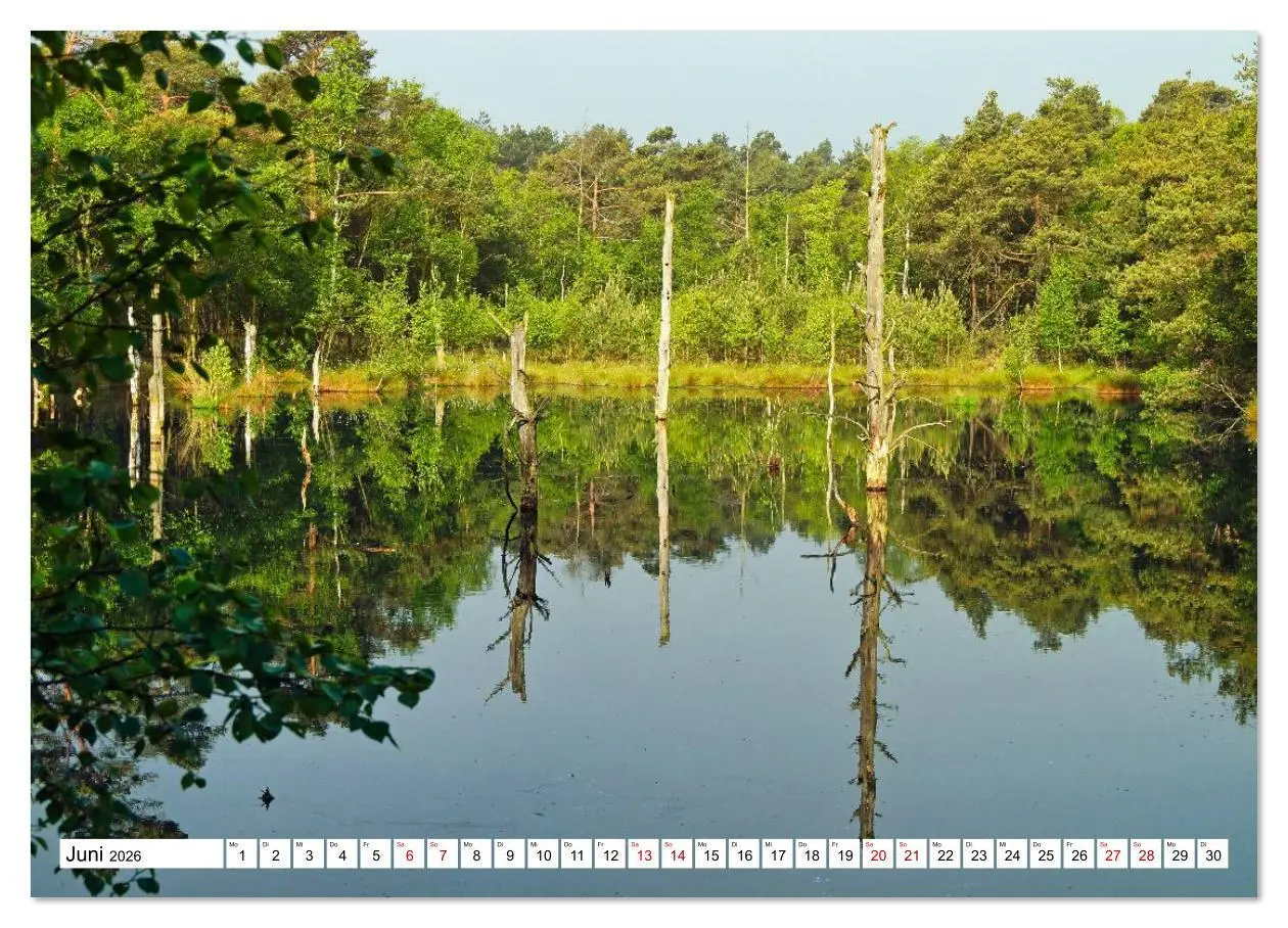 Bild: 9783516608434 | Impressionen aus dem Moor (hochwertiger Premium Wandkalender 2026...