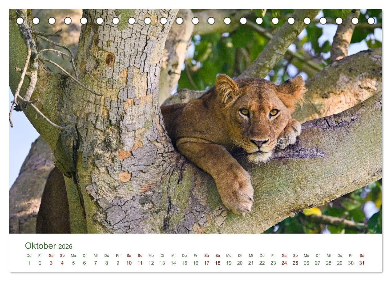 Bild: 9783516698534 | Tierwelten UGANDA (Tischkalender 2026 DIN A5 quer), CALVENDO...
