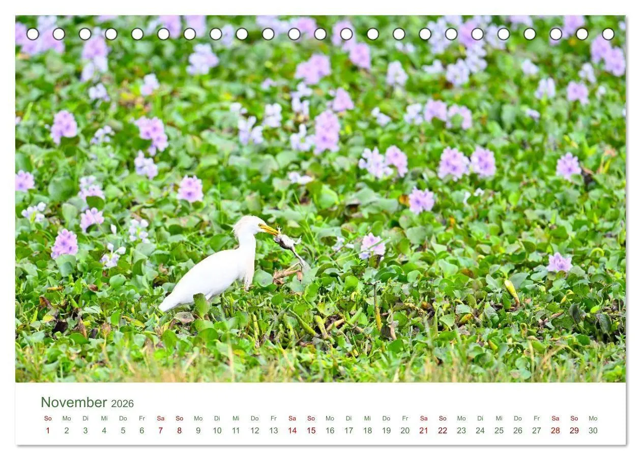 Bild: 9783516698534 | Tierwelten UGANDA (Tischkalender 2026 DIN A5 quer), CALVENDO...