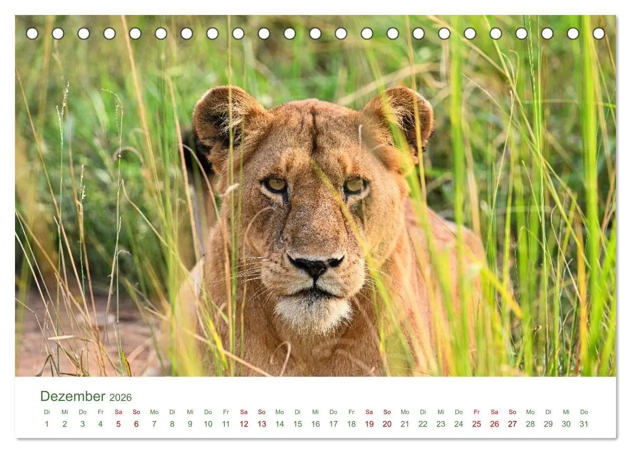 Bild: 9783516698534 | Tierwelten UGANDA (Tischkalender 2026 DIN A5 quer), CALVENDO...
