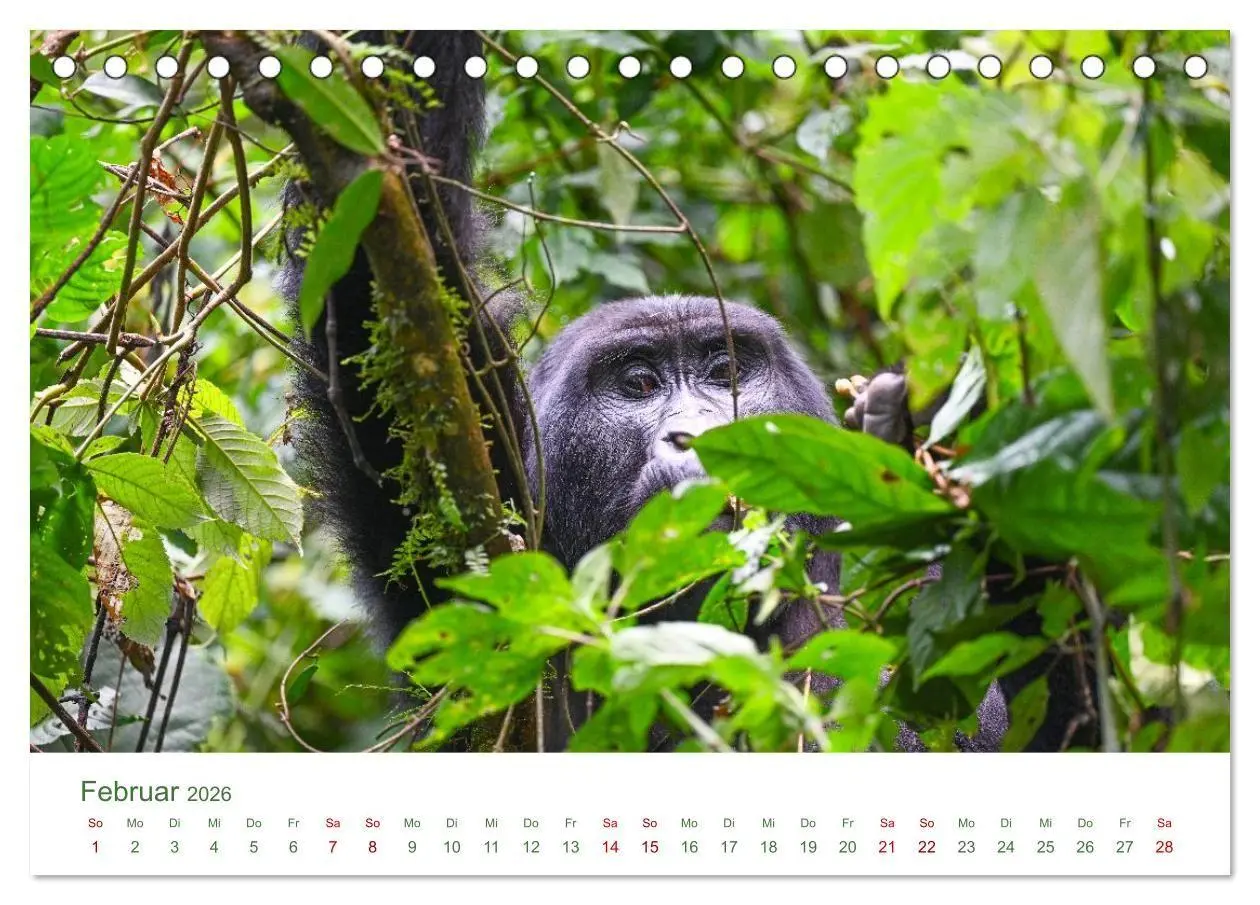 Bild: 9783516698534 | Tierwelten UGANDA (Tischkalender 2026 DIN A5 quer), CALVENDO...