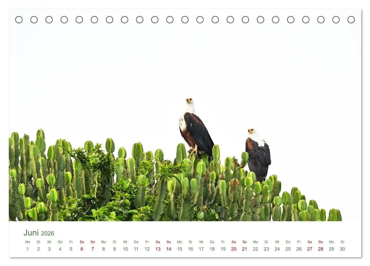 Bild: 9783516698534 | Tierwelten UGANDA (Tischkalender 2026 DIN A5 quer), CALVENDO...