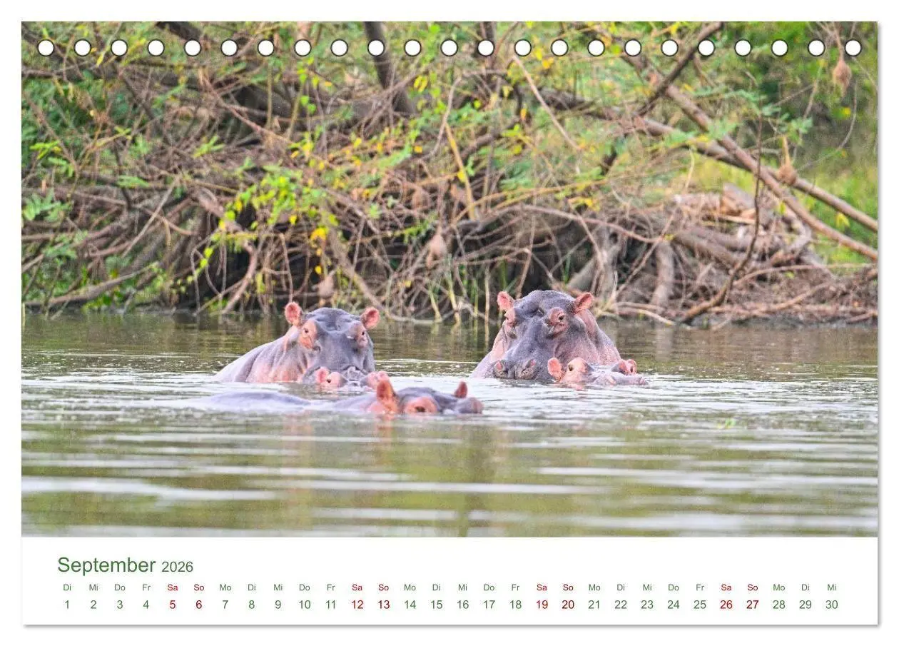 Bild: 9783516698534 | Tierwelten UGANDA (Tischkalender 2026 DIN A5 quer), CALVENDO...