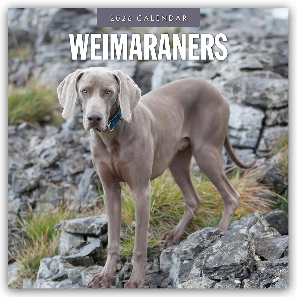 Cover: 9781804428634 | Weimaraners 2026 Square Wall Calendar | Red Robin | Taschenbuch | 2026