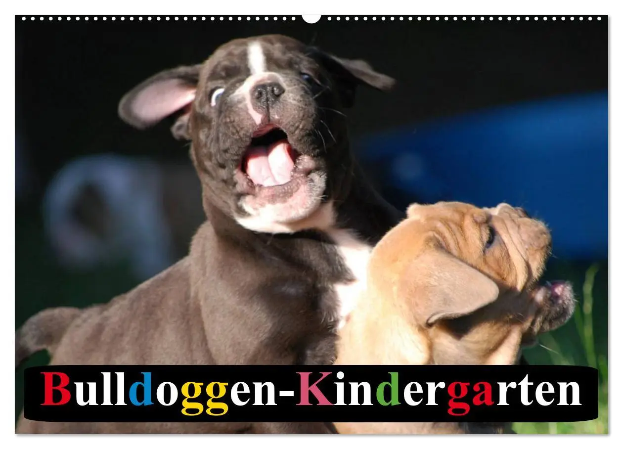 Cover: 9783516138634 | Bulldoggen-Kindergarten (Wandkalender 2026 DIN A2 quer), CALVENDO...