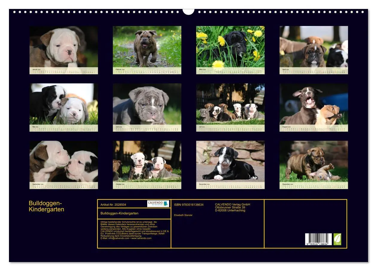 Bild: 9783516138634 | Bulldoggen-Kindergarten (Wandkalender 2026 DIN A2 quer), CALVENDO...