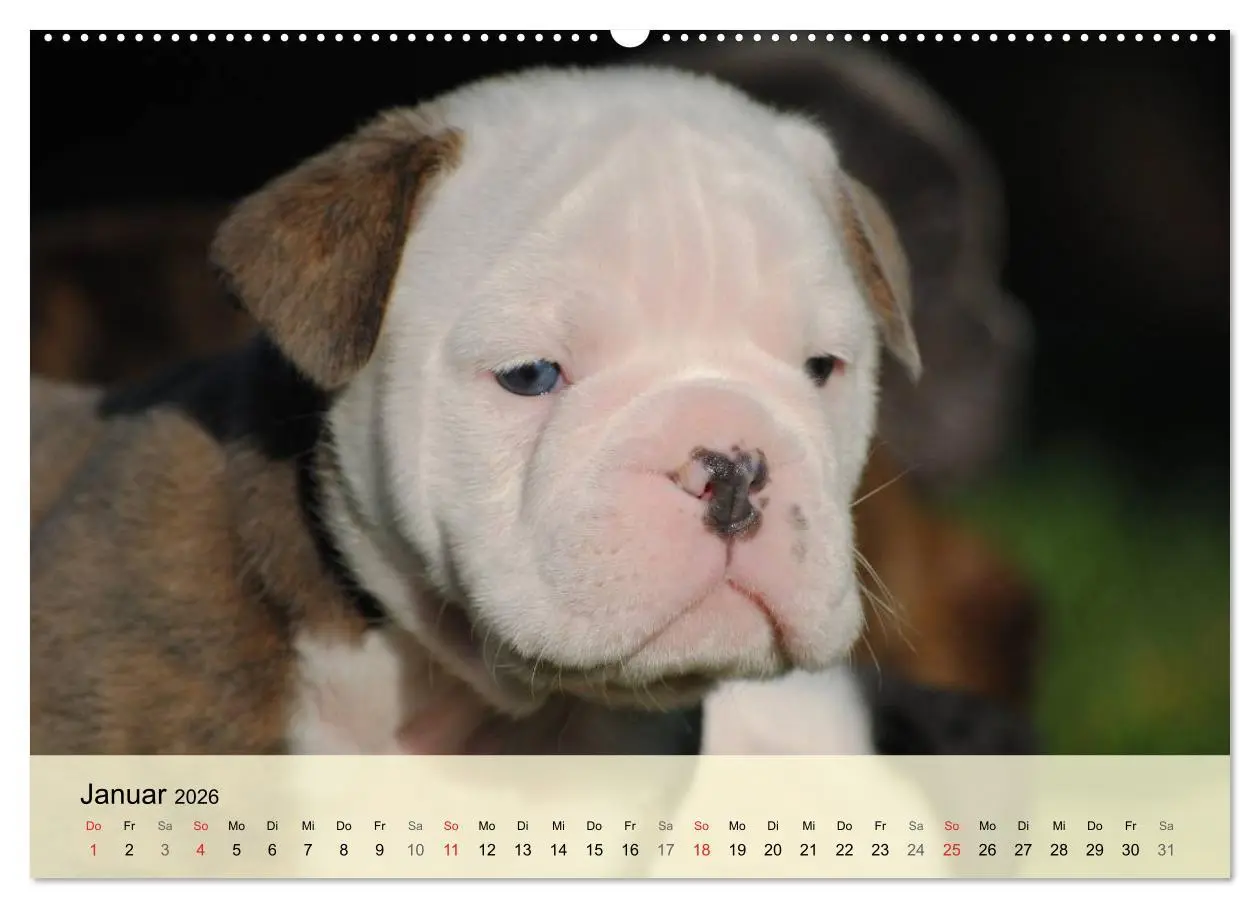 Bild: 9783516138634 | Bulldoggen-Kindergarten (Wandkalender 2026 DIN A2 quer), CALVENDO...