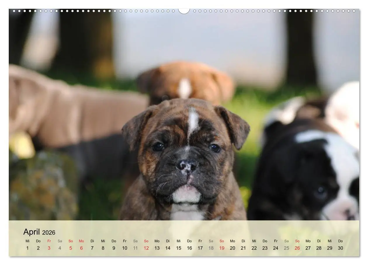 Bild: 9783516138634 | Bulldoggen-Kindergarten (Wandkalender 2026 DIN A2 quer), CALVENDO...