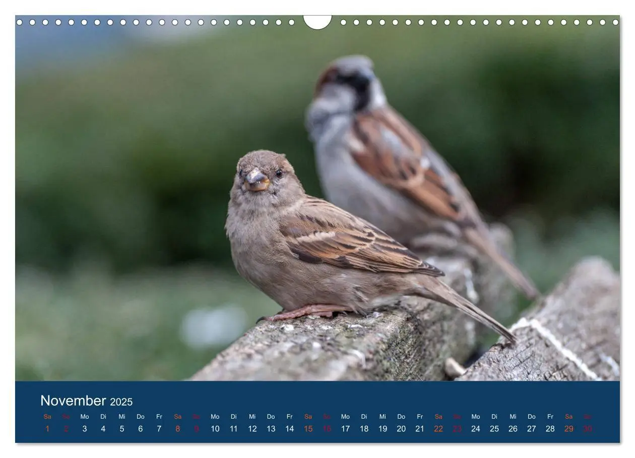 Bild: 9783435788934 | Spatzen-Kalender (Wandkalender 2025 DIN A3 quer), CALVENDO...