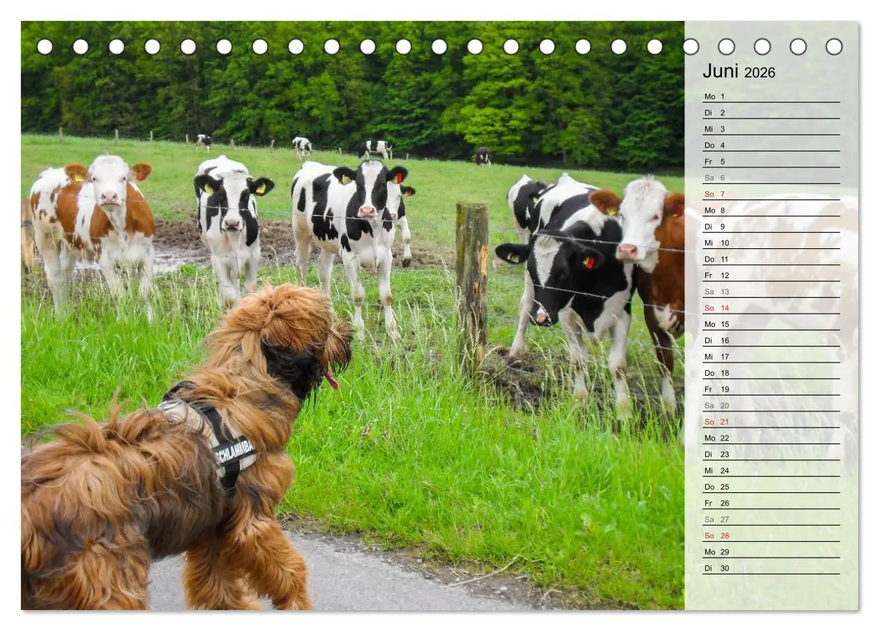 Bild: 9783457948934 | Der Briard 2026 - Ein echter Charmeur (Tischkalender 2026 DIN A5...