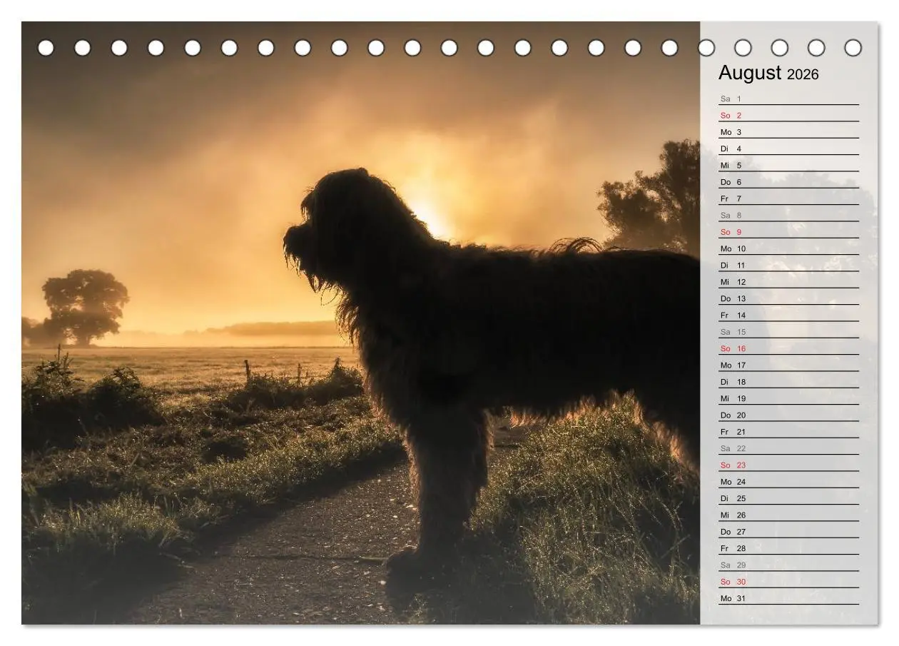 Bild: 9783457948934 | Der Briard 2026 - Ein echter Charmeur (Tischkalender 2026 DIN A5...
