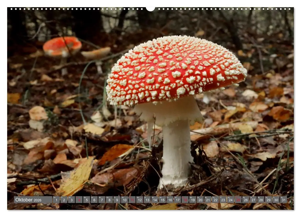 Bild: 9783457459034 | PILZE IM WALD (hochwertiger Premium Wandkalender 2026 DIN A2 quer),...