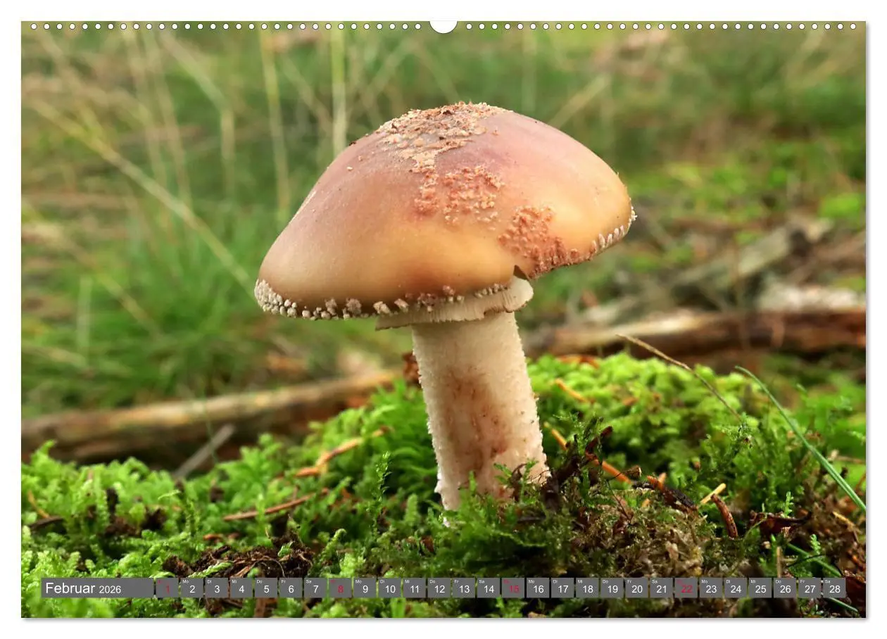 Bild: 9783457459034 | PILZE IM WALD (hochwertiger Premium Wandkalender 2026 DIN A2 quer),...