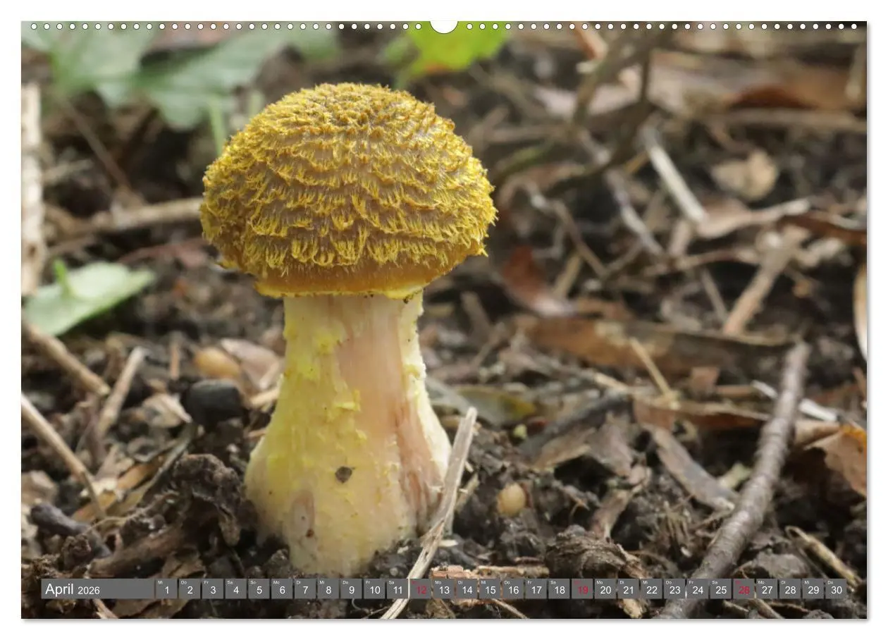 Bild: 9783457459034 | PILZE IM WALD (hochwertiger Premium Wandkalender 2026 DIN A2 quer),...