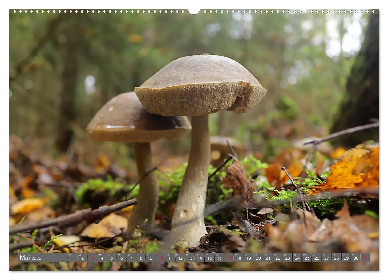 Bild: 9783457459034 | PILZE IM WALD (hochwertiger Premium Wandkalender 2026 DIN A2 quer),...