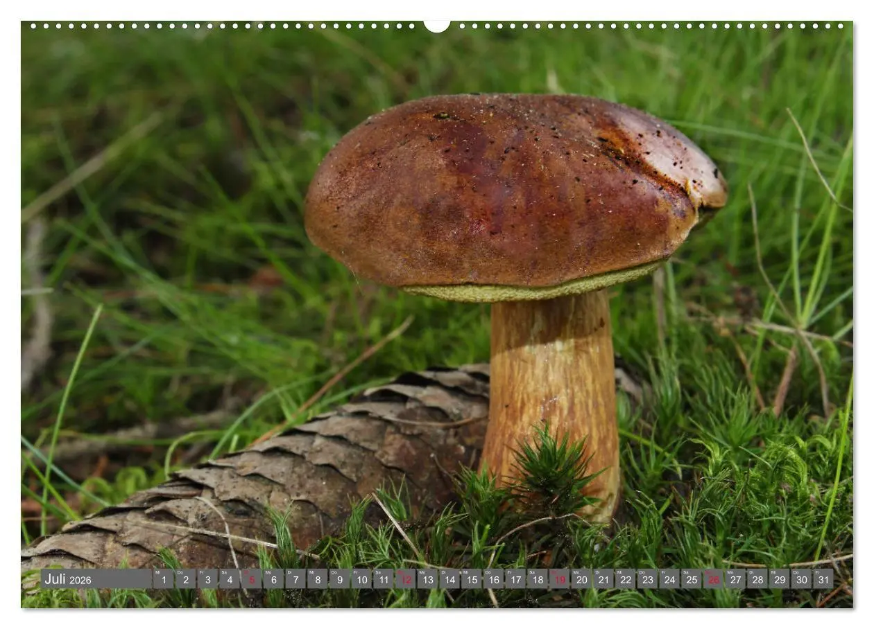 Bild: 9783457459034 | PILZE IM WALD (hochwertiger Premium Wandkalender 2026 DIN A2 quer),...