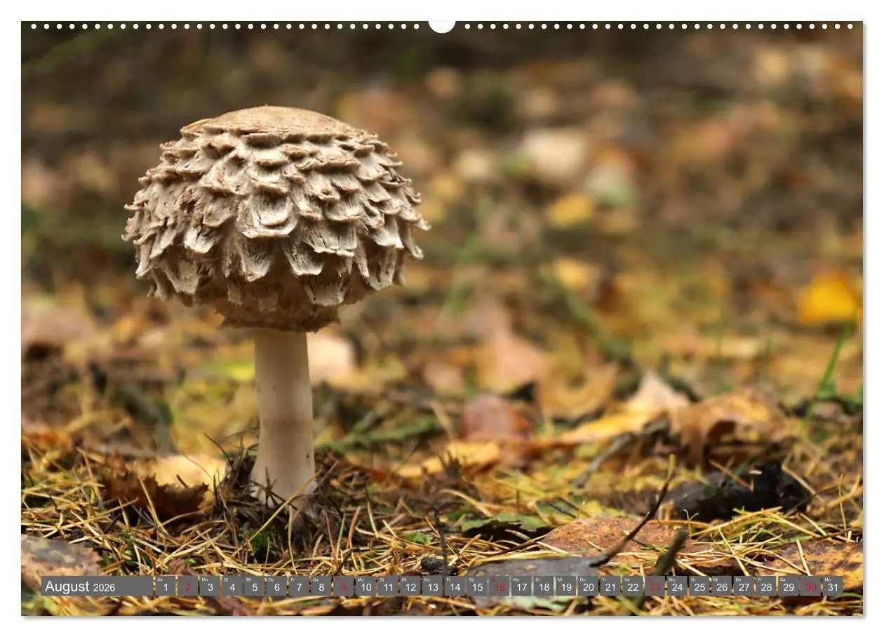 Bild: 9783457459034 | PILZE IM WALD (hochwertiger Premium Wandkalender 2026 DIN A2 quer),...