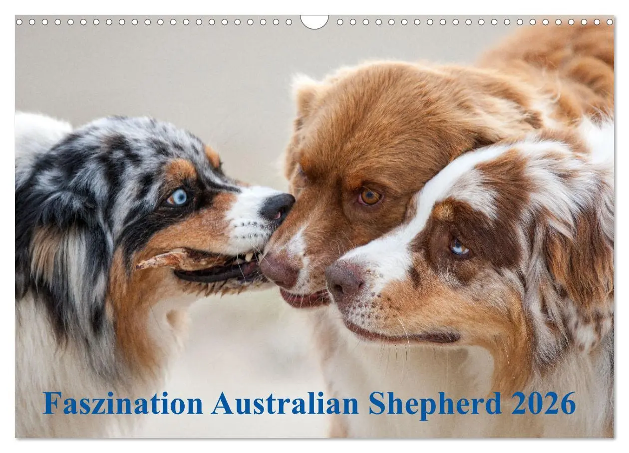Cover: 9783516239034 | Australian Shepherd 2026 (Wandkalender 2026 DIN A3 quer), CALVENDO...