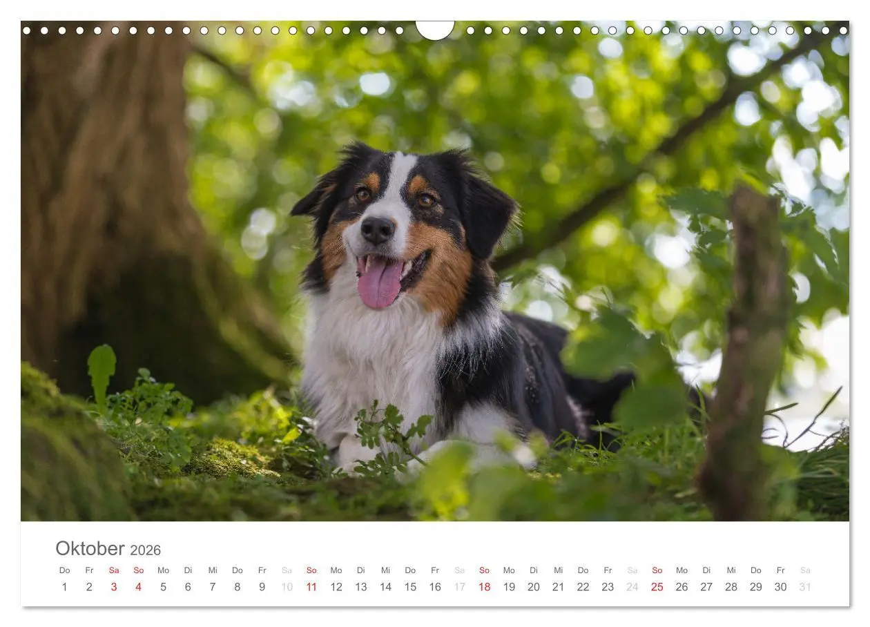 Bild: 9783516239034 | Australian Shepherd 2026 (Wandkalender 2026 DIN A3 quer), CALVENDO...