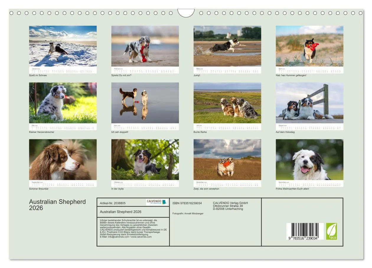 Bild: 9783516239034 | Australian Shepherd 2026 (Wandkalender 2026 DIN A3 quer), CALVENDO...