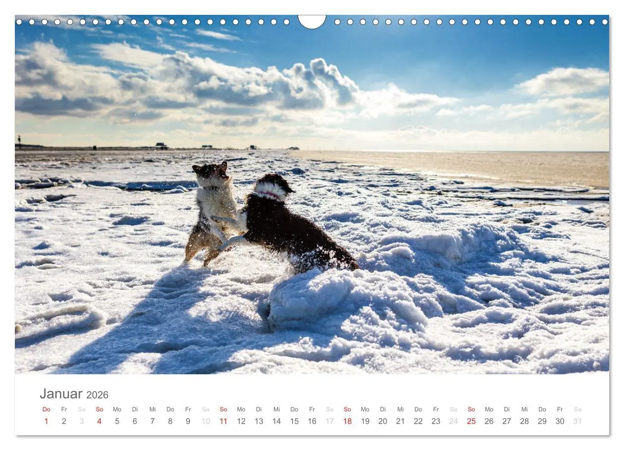 Bild: 9783516239034 | Australian Shepherd 2026 (Wandkalender 2026 DIN A3 quer), CALVENDO...