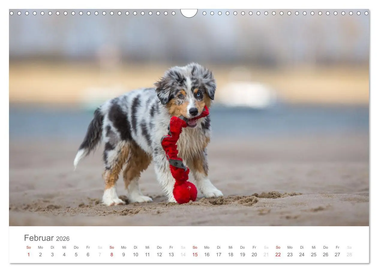 Bild: 9783516239034 | Australian Shepherd 2026 (Wandkalender 2026 DIN A3 quer), CALVENDO...