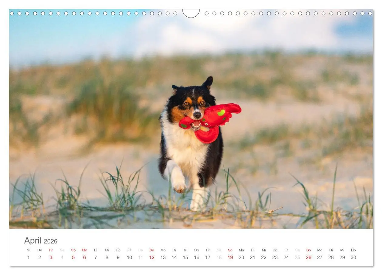 Bild: 9783516239034 | Australian Shepherd 2026 (Wandkalender 2026 DIN A3 quer), CALVENDO...