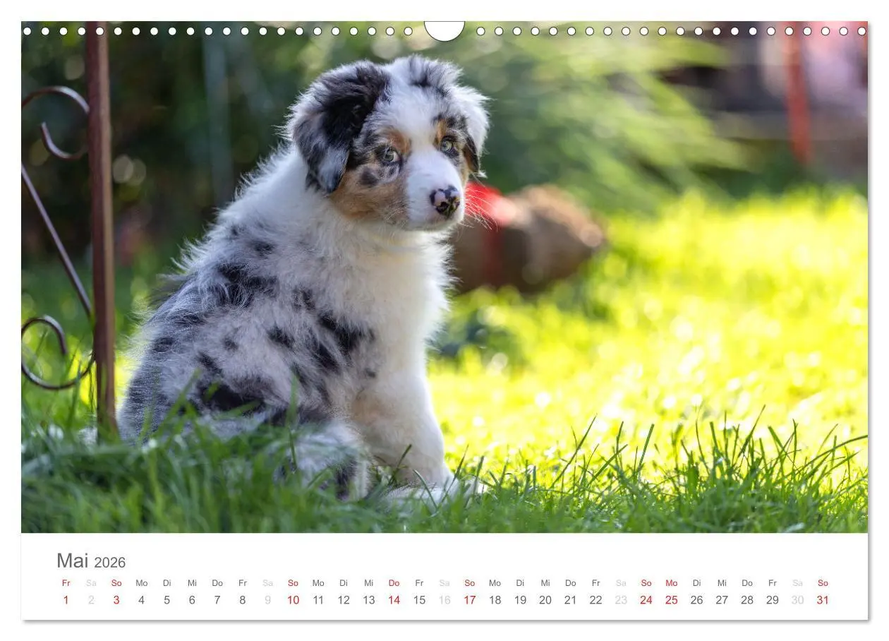 Bild: 9783516239034 | Australian Shepherd 2026 (Wandkalender 2026 DIN A3 quer), CALVENDO...