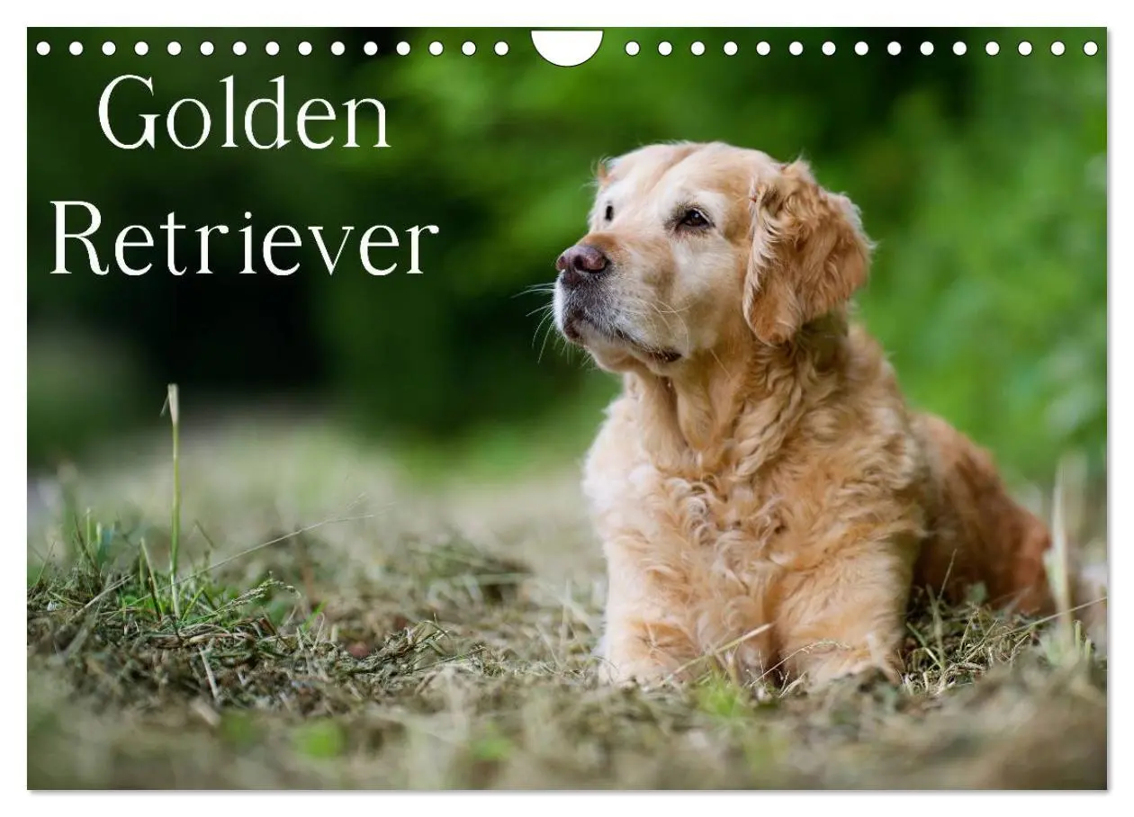 Cover: 9783516149234 | Golden Retriever (Wandkalender 2026 DIN A4 quer), CALVENDO...