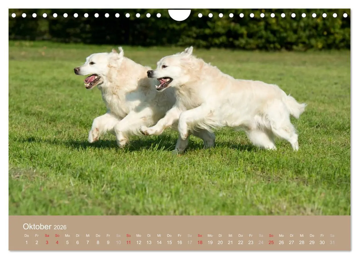 Bild: 9783516149234 | Golden Retriever (Wandkalender 2026 DIN A4 quer), CALVENDO...
