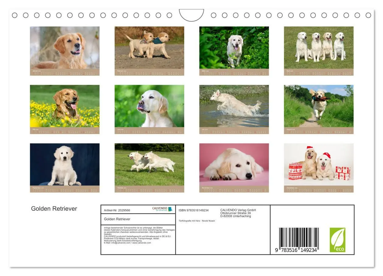 Bild: 9783516149234 | Golden Retriever (Wandkalender 2026 DIN A4 quer), CALVENDO...