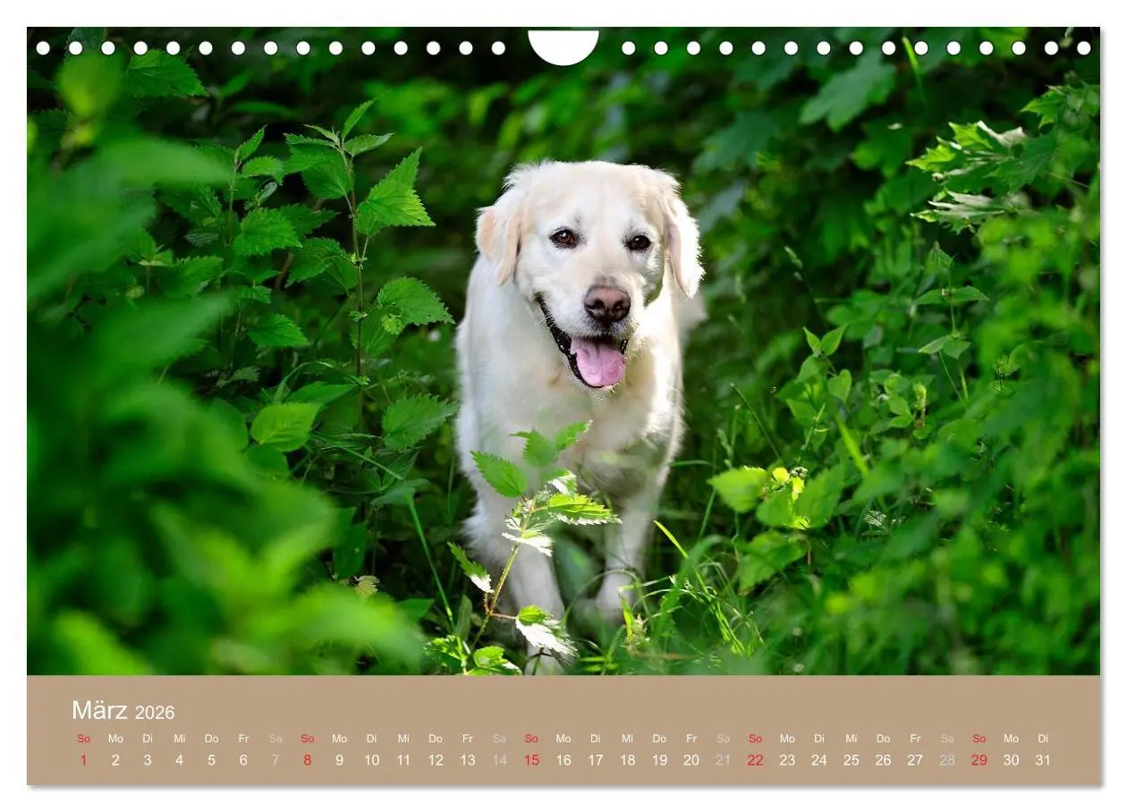 Bild: 9783516149234 | Golden Retriever (Wandkalender 2026 DIN A4 quer), CALVENDO...