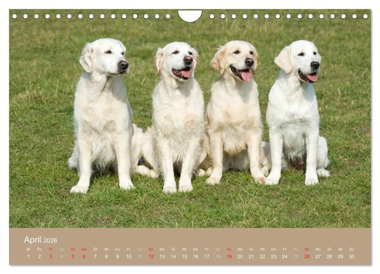 Bild: 9783516149234 | Golden Retriever (Wandkalender 2026 DIN A4 quer), CALVENDO...