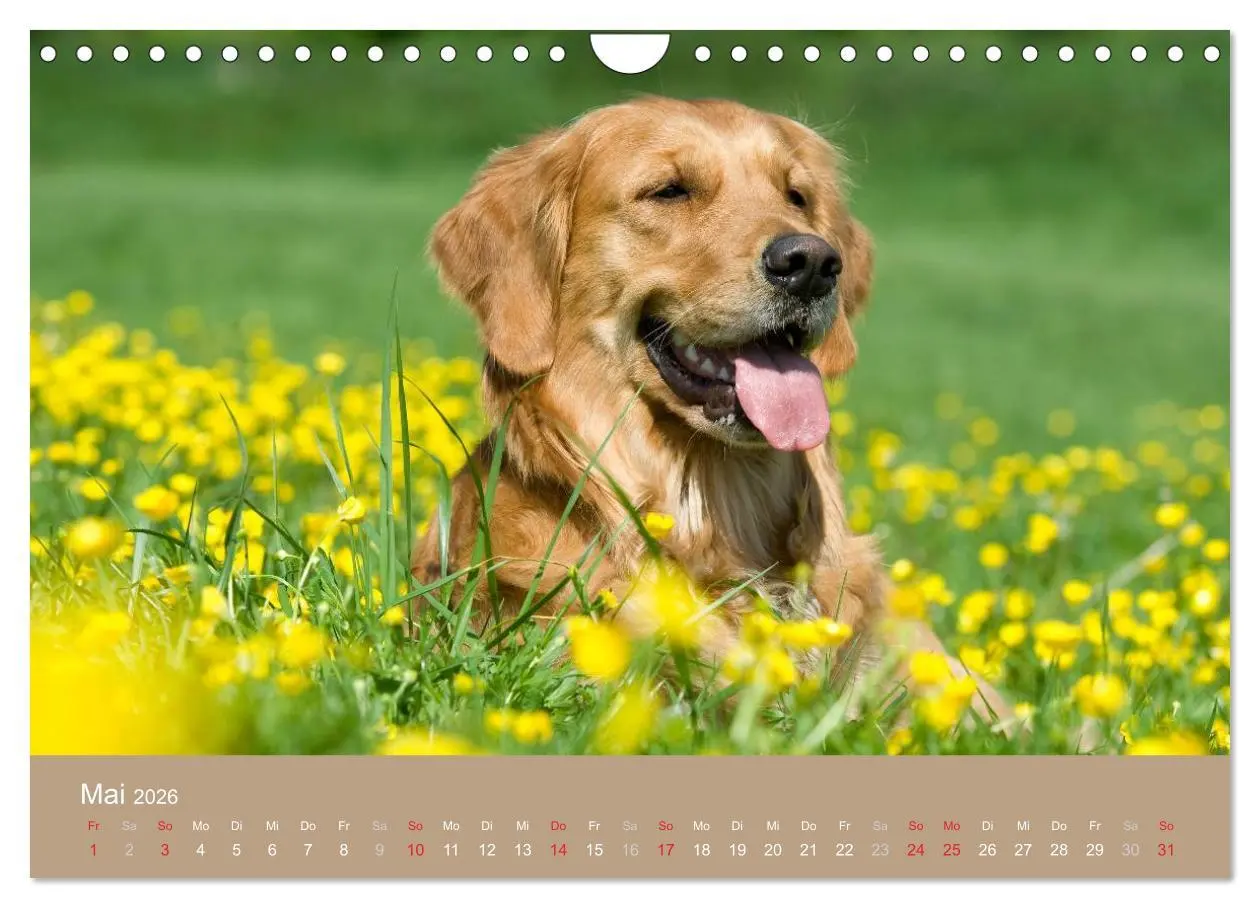 Bild: 9783516149234 | Golden Retriever (Wandkalender 2026 DIN A4 quer), CALVENDO...