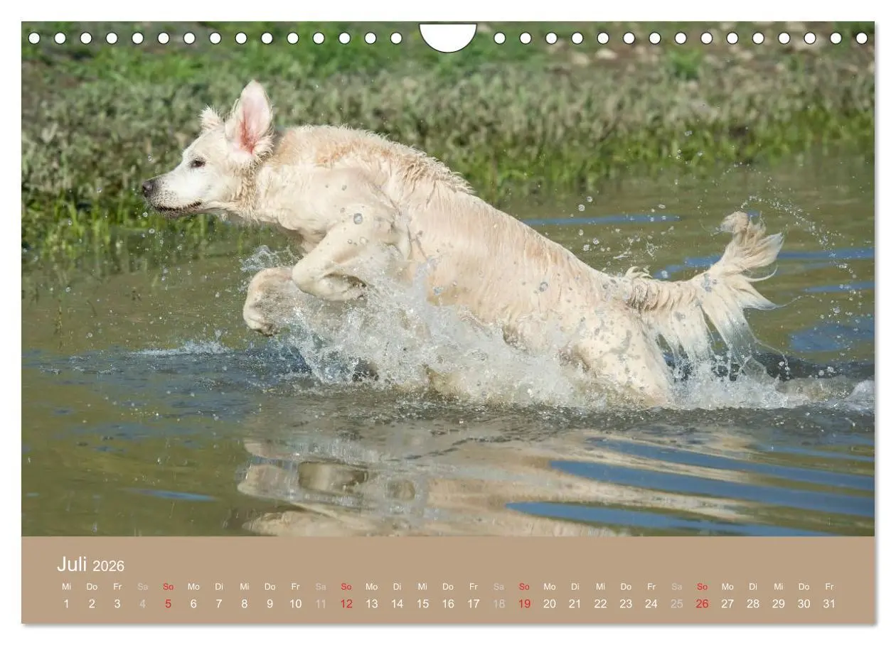 Bild: 9783516149234 | Golden Retriever (Wandkalender 2026 DIN A4 quer), CALVENDO...