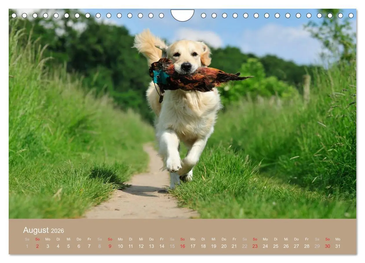 Bild: 9783516149234 | Golden Retriever (Wandkalender 2026 DIN A4 quer), CALVENDO...