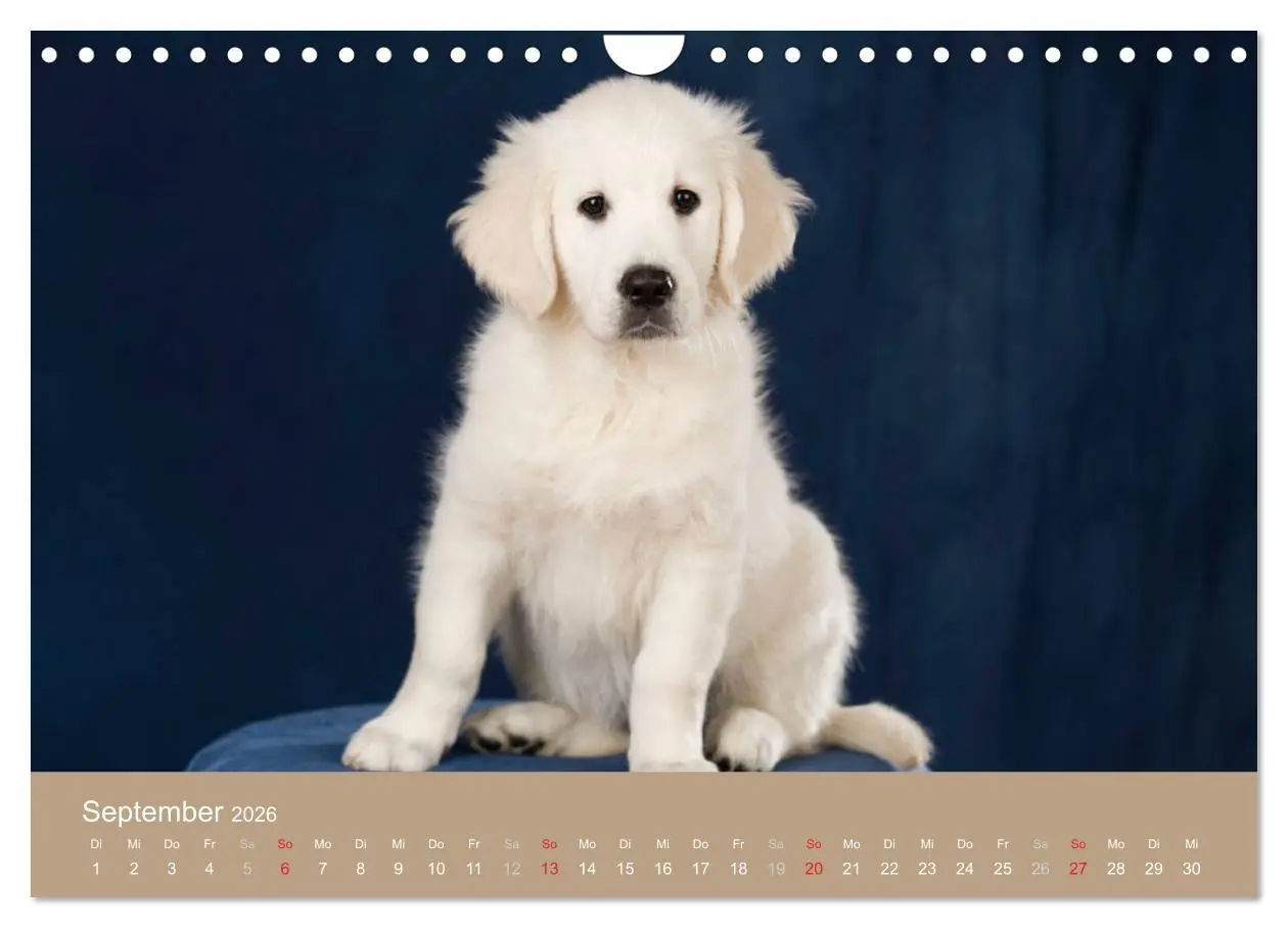 Bild: 9783516149234 | Golden Retriever (Wandkalender 2026 DIN A4 quer), CALVENDO...