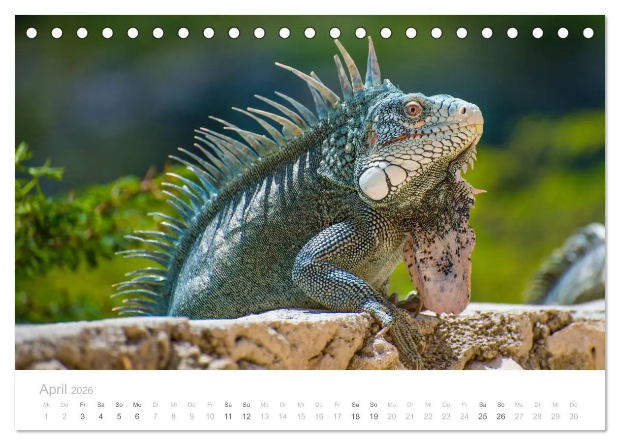 Bild: 9783457969434 | Trauminsel Curaçao (Tischkalender 2026 DIN A5 quer), CALVENDO...